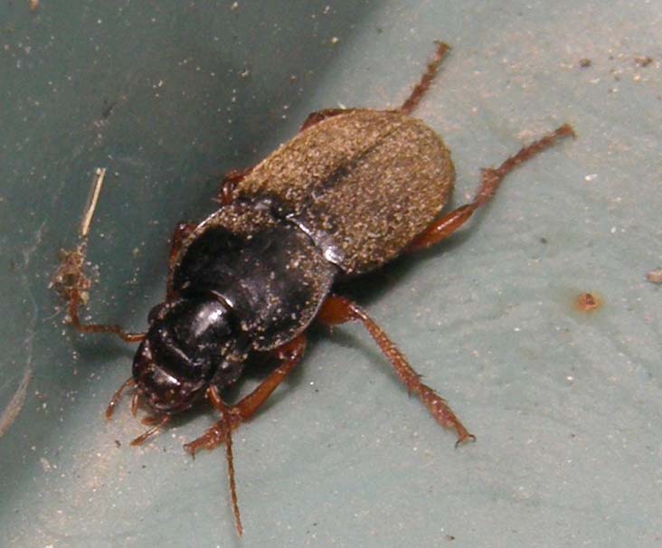 Carabidae altoatesino: Pseudoophonus rufipes